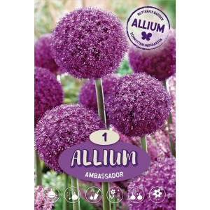 Aglio ornamentale Ambassador viola con grandi globi fioriti, ideale per il giardino.