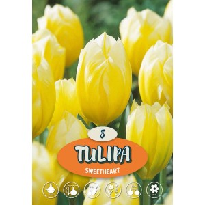 Tulipani Sweetheart gialli: fiori primaverili per aiuole e giardini, periodo di semina autunno.