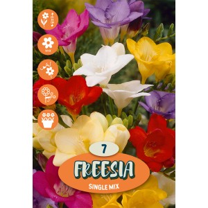 Freesia Mix: Fiori di fresia colorati in giallo, rosso, bianco, viola e rosa.