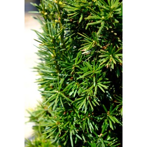 Primo piano di una pianta di siepe Tasso (Taxus) verde con aghi sottili.