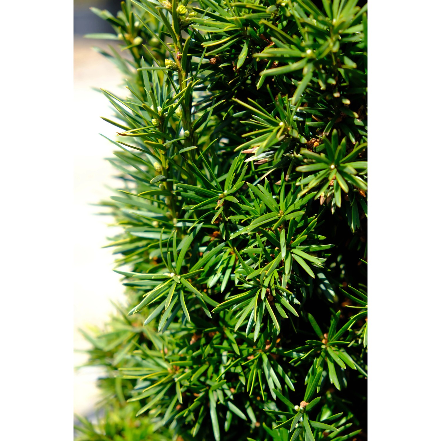 thujas smaragd Emerald Cedar 'Smaragd' (Thuja) main image 0