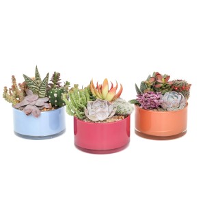 Tre composizioni di piante grasse in vasi colorati. Varietà di piante in blu, rosa e arancione.
