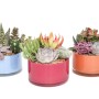 Tre composizioni di piante grasse in vasi colorati. Varietà di piante in blu, rosa e arancione.