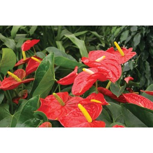 Anturio rosso (t.b.t.) con spadice giallo e foglie verdi.