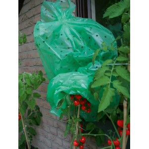 Foglio di pomodoro verde per proteggere le piante di pomodoro da vento e intemperie.