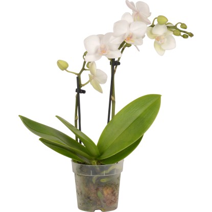 Orchidea Phalaenopsis mini 2 steli vaso Ø 7 cm
