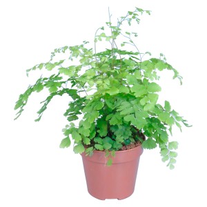 GROW by OBI Capelvenere Fragrans in vaso marrone, felce da interno con foglie verdi delicate.