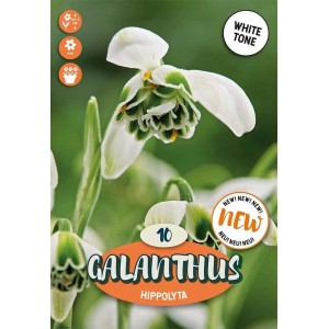 Bulbi Galanthus Hippolyta Bucaneve Bianco Doppio