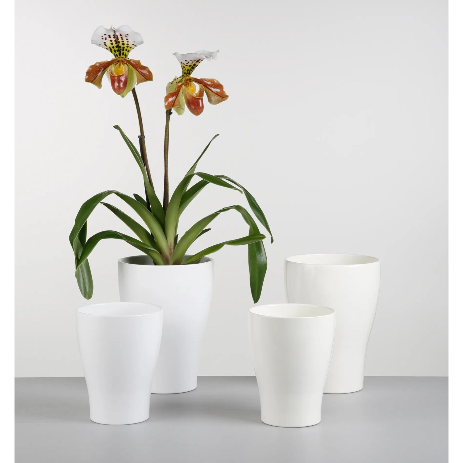 Vasi per orchidee - 7 pollici - 5 vasi e piattini, con fori in plastica
