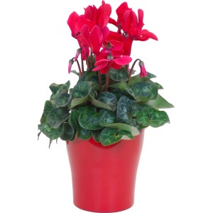 Ciclamino midi con fiori rossi in vaso (circa 12 cm Ø).
