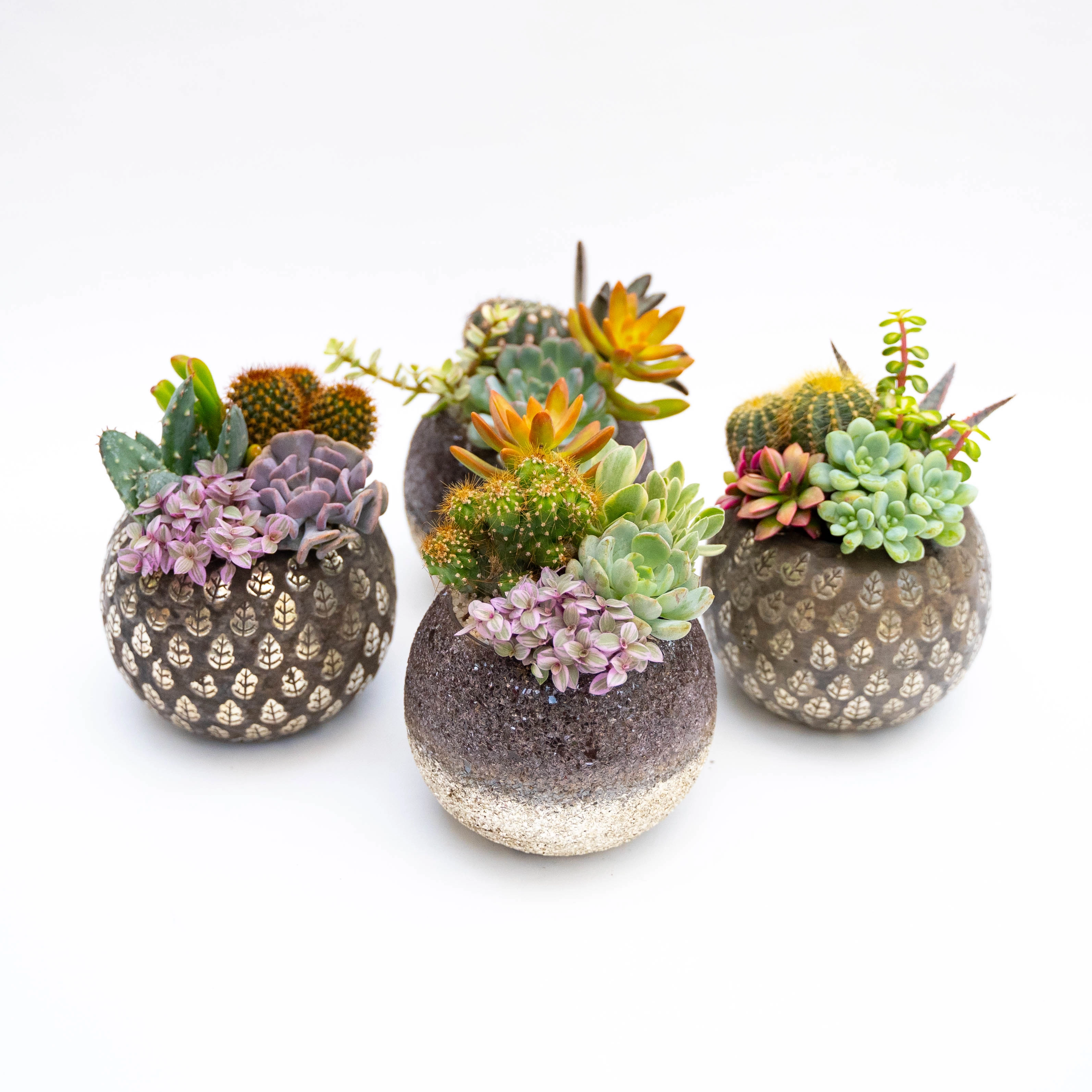 Composizione piccola di piante grasse in vaso di vetro decorato
