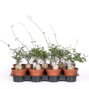 Fockea edulis Caudex pianta succulenta vaso Ø 12 cm