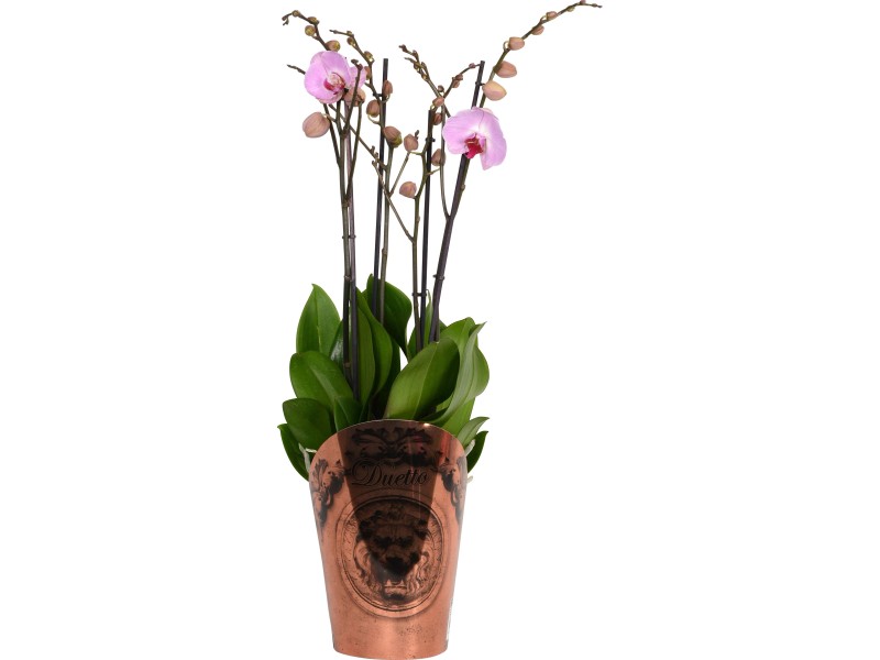 Orchidea Phalaenopsis Duetto miscela di colori H ca. 70 cm vaso Ø ca. 17 cm