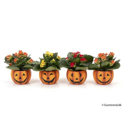 Kalanchoe halloween faccia ceramica vaso 6 cm