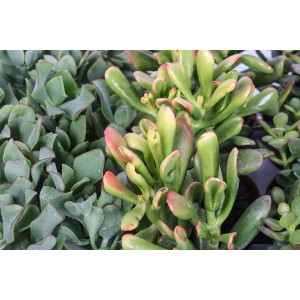 Diverse piante grasse verdi, tra cui Crassula ovata (albero di giada).