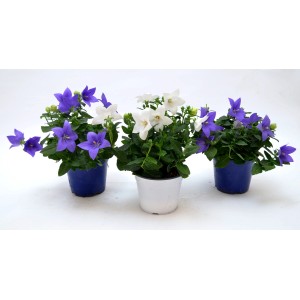 Fiori a palloncino blu e bianchi (t.b.t.) in vaso per balcone e terrazza.