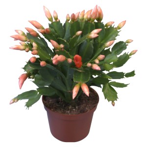 Cactus di Pasqua con fiori arancioni e molti boccioli in vaso marrone.