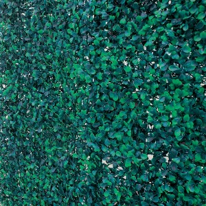 Fogliame verde e denso di t.b.t. Arelle per privacy o decorazione.