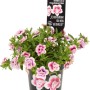 Calibrachoa Double Pink in vaso, pianta pensile con fiori rosa e bianchi.