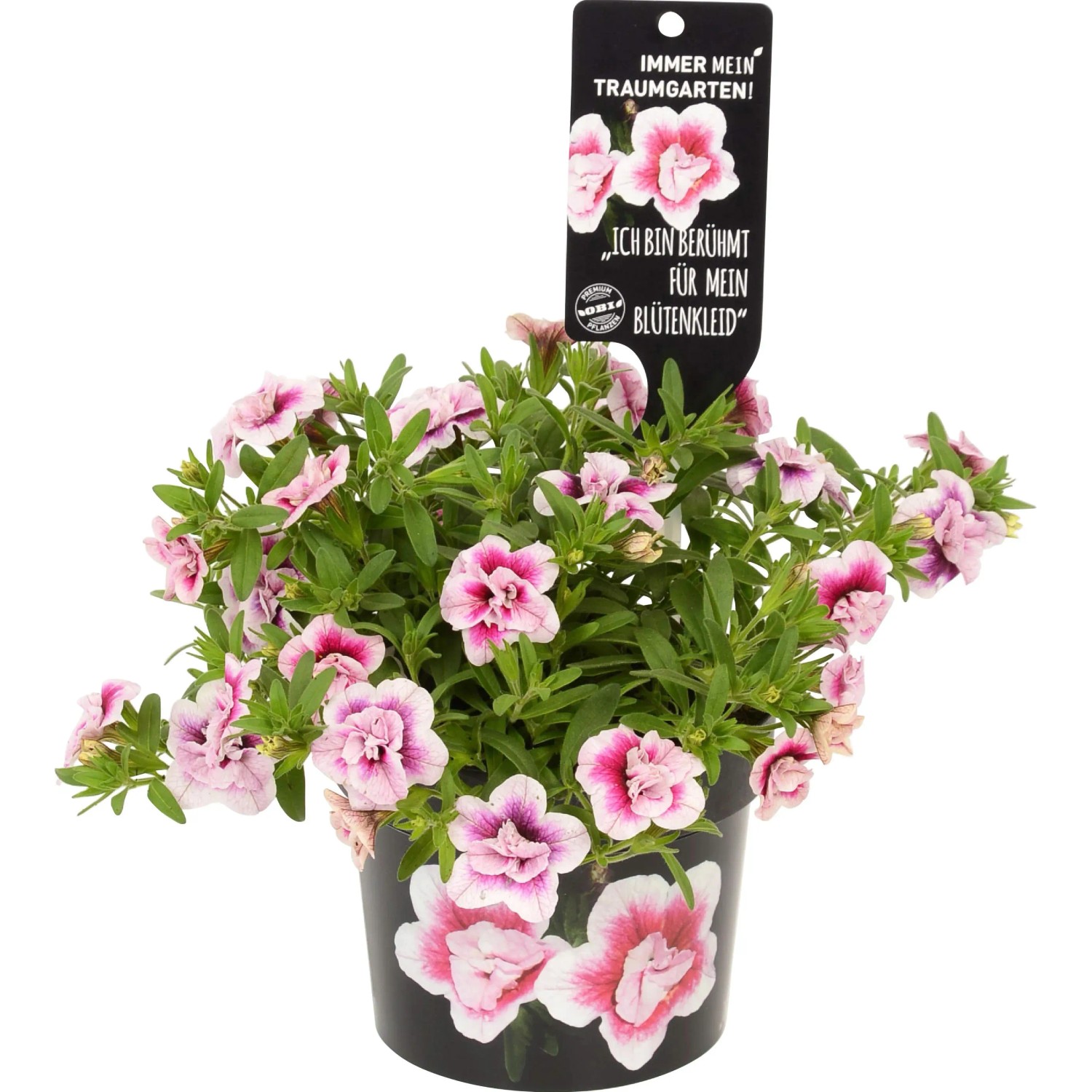 Calibrachoa Double Pink in vaso, pianta pensile con fiori rosa e bianchi.