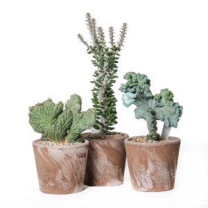 Cactus crestati Piante grasse vaso terracotta cioccolato Ø 15 cm