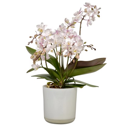 Orchidea Phalaenopsis Wild Orchid bianco in vaso di vetro Ø 12 cm