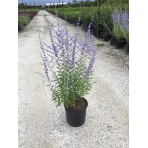 t.b.t. in vaso, una pianta perenne fiorita per il giardino.