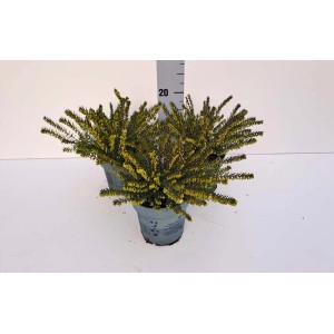 Calluna (Erica & Calluna) in vaso con fiori gialli.