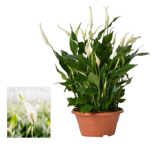 Spatifillo (t.b.t.) in vaso. Pianta da interno con fiori bianchi.