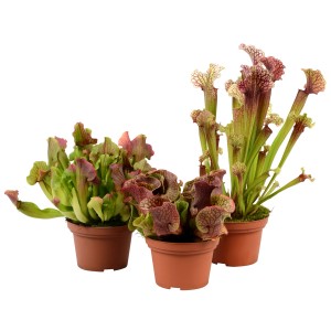 Mix di piante carnivore (Sarracenia) in vaso, vari colori e forme.