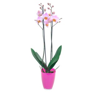 Orchidea Phalaenopsis rosa (2 steli) in vaso di vetro.