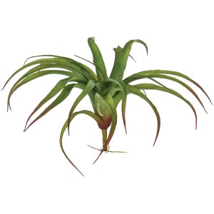 Bromelia Tillandsia verde con foglie lunghe e curve.