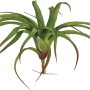 Bromelia Tillandsia verde con foglie lunghe e curve.
