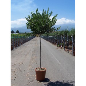 Olivo ad alberello in vaso, foglie verdi. Tocco mediterraneo per giardino e terrazza.