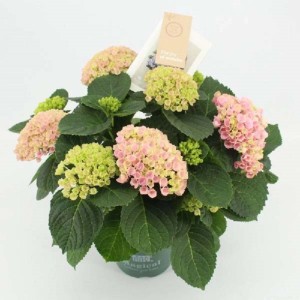 Hydrangea Magical Evolution Vaso 10,5 cm