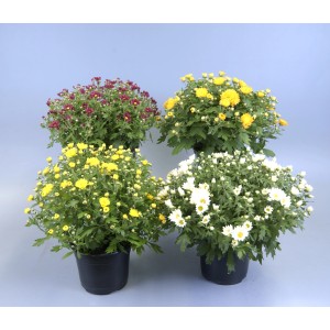 Crisantemi (crisantemi) in vaso di vari colori, ad es. giallo, bianco, rosso.