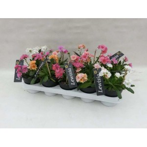 Piante di Lewisia multicolore in vaso, presentate come piante perenni aggiuntive fiorite.