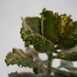 Primo piano di un cactus t.b.t. con foglie verdi frastagliate.