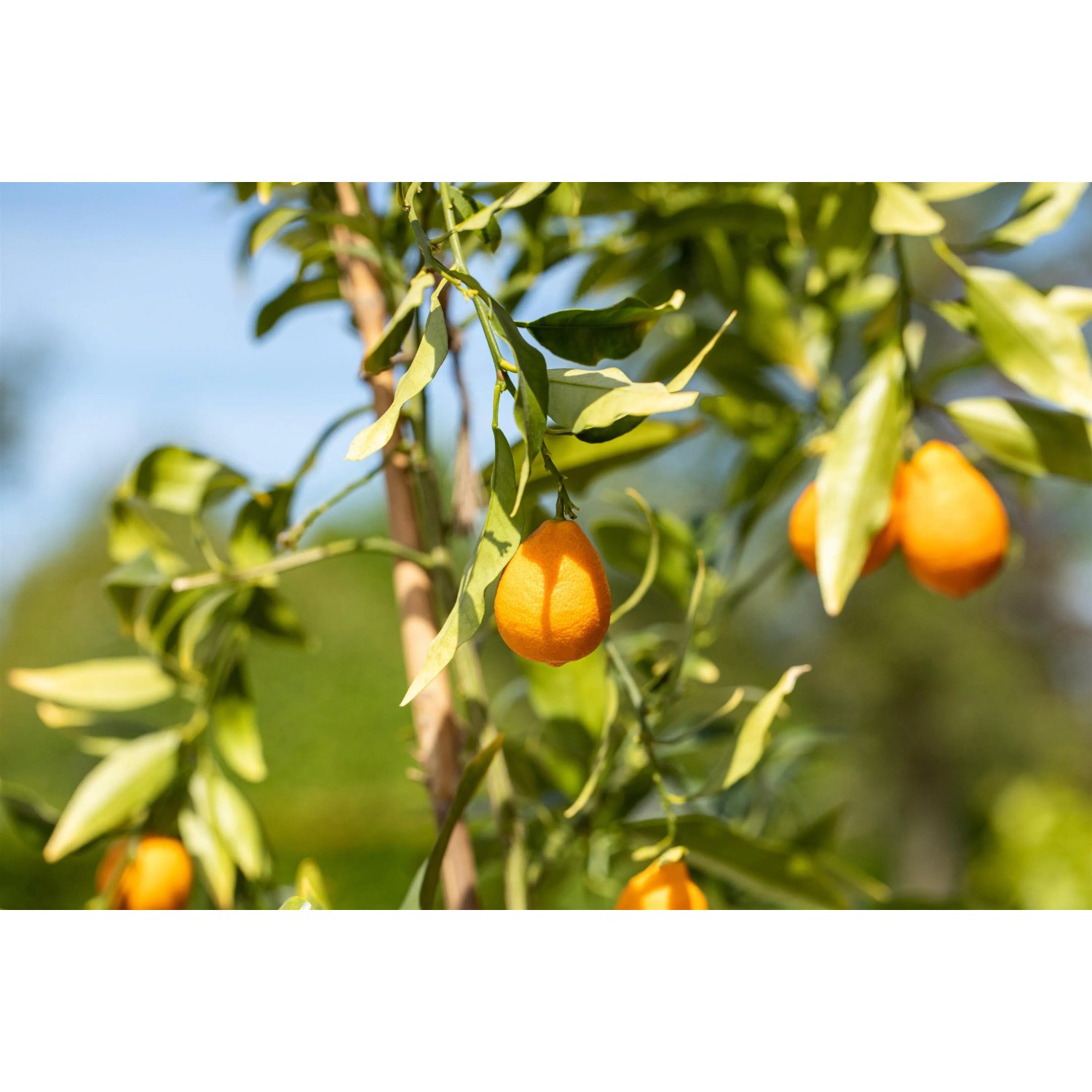 Albero di agrumi con frutti maturi arancioni. Concime per agrumi GROW by OBI per una crescita sana.