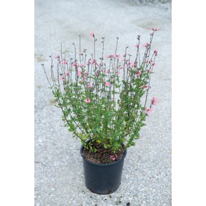 Arbusto t.b.t. con delicati fiori rosa in vaso.