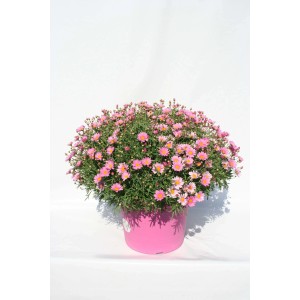 Margherita rosa vaso ø 14 cm
