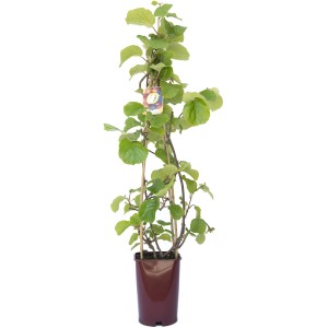 Giovane albero da frutto in vaso, categoria: Altri alberi da frutto.