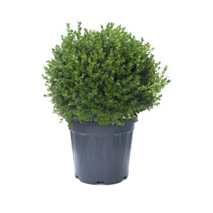 Arbusto sferico verde in vaso, adatto come arbusto ornamentale.