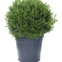 Arbusto sferico verde in vaso, adatto come arbusto ornamentale.