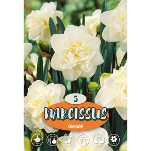 Narciso Obdam doppio, bianco crema in aiuola, ideale come fiore reciso.