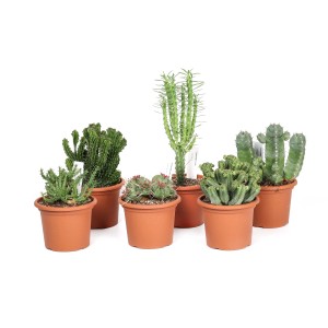 Diverse piante grasse verdi in vaso, ideali per posizioni soleggiate.