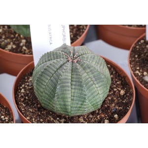 Cactus sferico t.b.t. in vaso marrone, primo piano. Pianta succulenta.