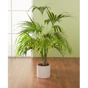 Scheurich vaso 828, Ø 19 cm, Sesame, con pianta verde in soggiorno.