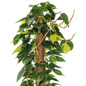 Pianta rampicante su supporto, foglie verdi e gialle.