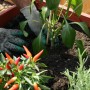 Piantare con terriccio universale 40L in un'aiuola. Ideale per ortaggi, frutta e piante ornamentali.